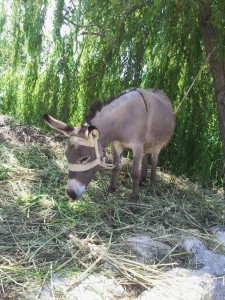 Osioł - symbol Dalmacji