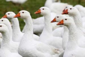 Święty Marcin patron wina