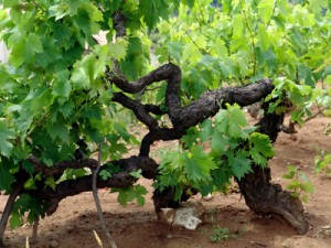 święty Marcin patron wina