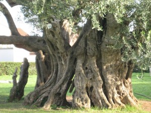 Drzewo oliwne w Kastelu