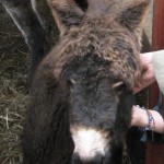 Osioł - symbol Dalmacji