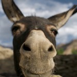 Wyścigi osłów w Tribunji