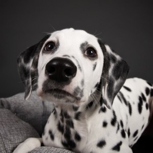 Dalmatyńczyki Dalmatyńczyki