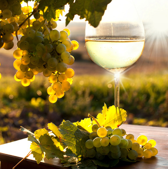 Święty Marcin patron wina